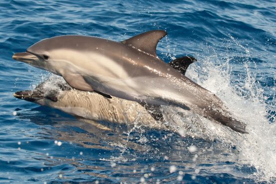 bildhauer dolphins 10 555x370 - Dolphins & Whales
